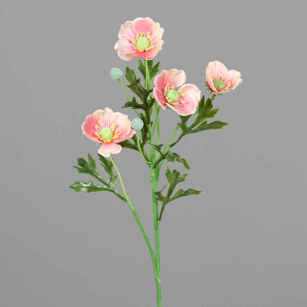 ANEMONE peach