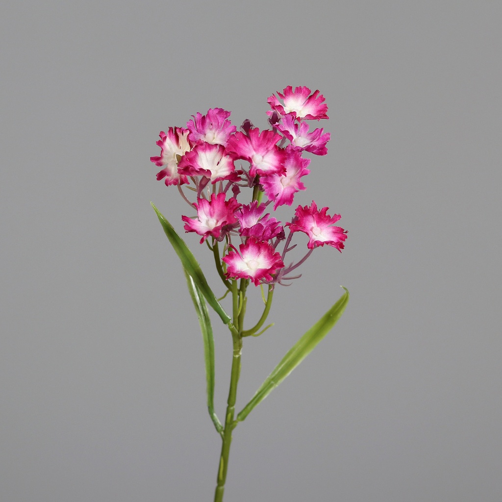 BARTNELKE fuchsia