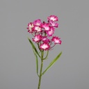 BARTNELKE fuchsia