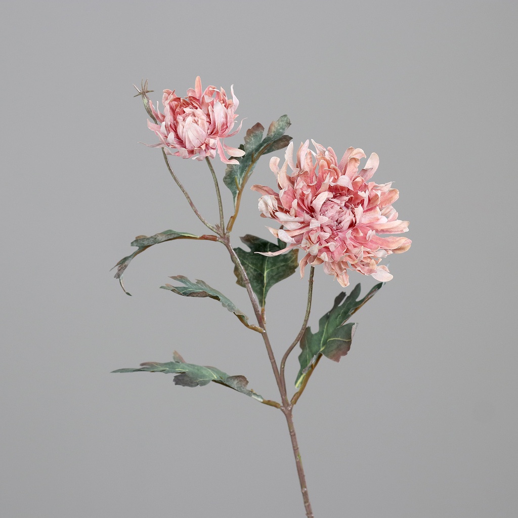 CRYSANTHEME mit 2 Blüten