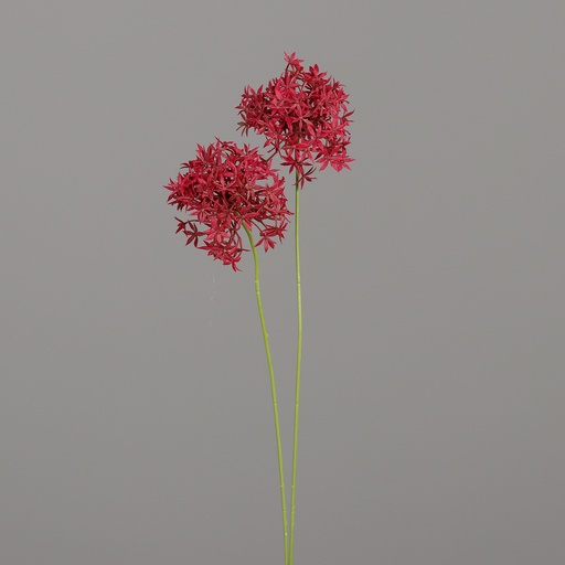 [P0015120] ALLIUM mit zwei Blüten