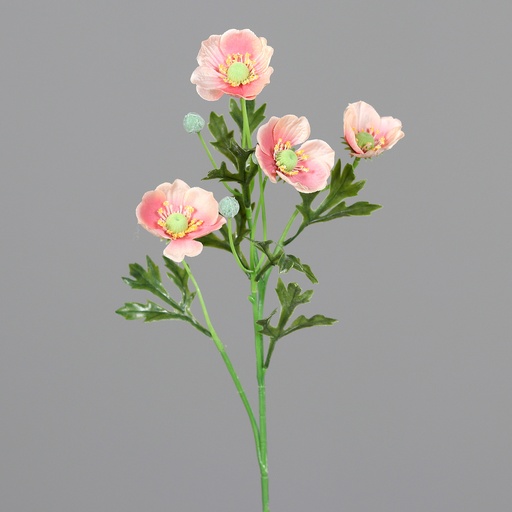 [P0015121] ANEMONE peach