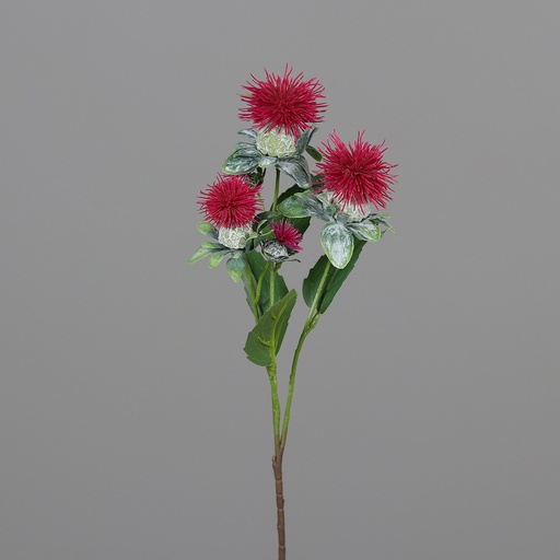 [P0015123] KUGELDISTEL dunkelpink