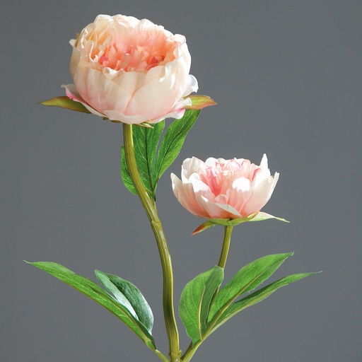 [P0006955] Pfingstrose peach 60cm